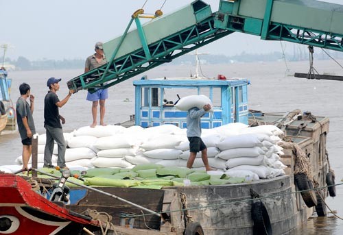 Chuyển gạo xuất khẩu xuống tàu trên sông Hậu (Ảnh: THÁI HÒA)