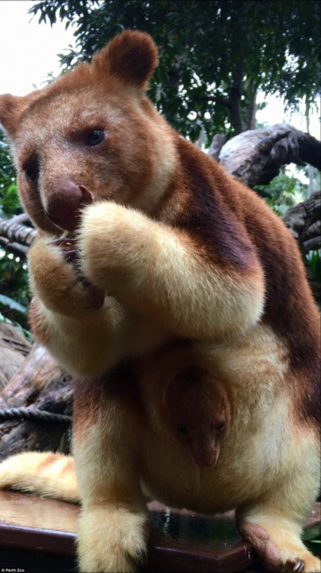 Cha của Milan là Huli chuyển tới vườn thú Perth từ một vườn thú ở bang Queensland hồi năm ngoái. (Nguồn: Perth Zoo)