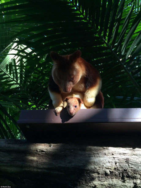 Nỗ lực nhân giống chuột túi cây của vườn thú Perth đã thành công với sự ra đời của Milan. (Nguồn: Perth Zoo)