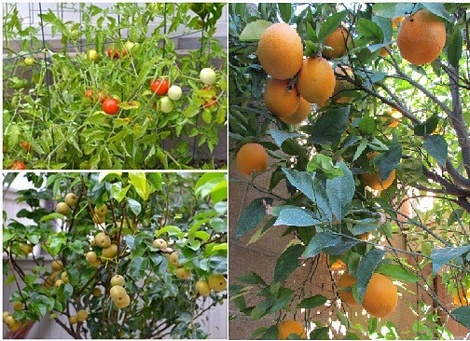 Trong vườn, vợ chồng Thu Phương trồng nhiều loại cây quen thuộc với người Việt Nam như cam, lê, ổi...