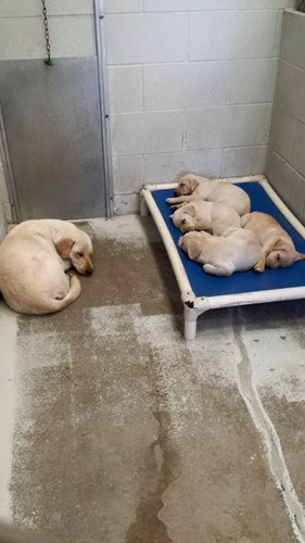 Đàn chó con đã tìm được nơi thoải mái nhất để ngủ.
