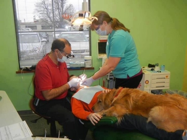 Con chó này làm việc cùng một nha sĩ, nó giúp các bệnh nhân giảm bớt căng thẳng.