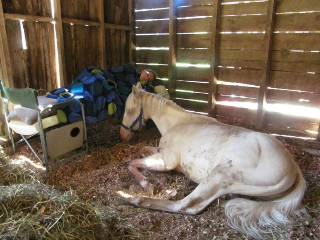 Cô gái này đã dành cả đêm ở bên cạnh con ngựa của mình khi nó bị bệnh.