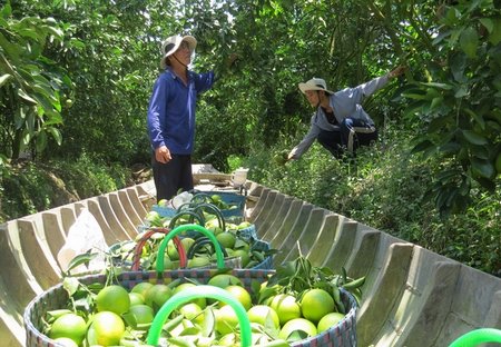 Nông dân Lai Vung vào vụ mùa thu hoạch cam xoàn