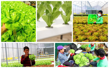 Mô hình “trồng rau không cần đất” bằng phương pháp thủy canh của Viện Sinh học nông nghiệp (Học viện Nông nghiệp Việt Nam) đang “gây sốt”