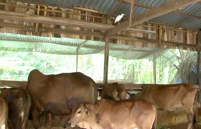 Mô hình nuôi cò và bồ câu để diệt côn trùng gây hại cho bò