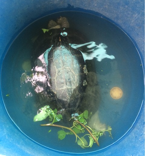Cá thể rùa được nuôi tạm thời trong chậu nước ở nhà anh Lực. Ảnh: Huỳnh Sử-TTXVN