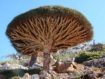 Khám phá Socotra - Hòn đảo được ví như hành tinh khác trên trái đất