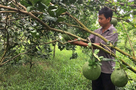 Anh Nguyễn Văn Tiễn (xã Chánh Hội) chăm sóc vườn bưởi da xanh đang cho trái của mình.