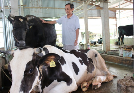 Ông Liêu Anh Tuấn bên con bò sữa “nái” nhận năm 2004 từ Dự án CIDA.