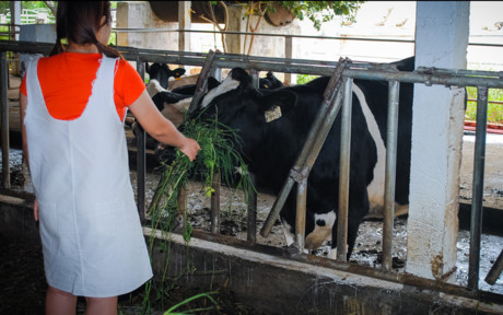 Trang trại bò sữa, nơi sản xuất ra đặc sản sữa bò Mộc Châu khách tham quan có thể trải nghiệm cho bò ăn, vắt sữa bò và mang về những chiếc bánh làm từ sữa.