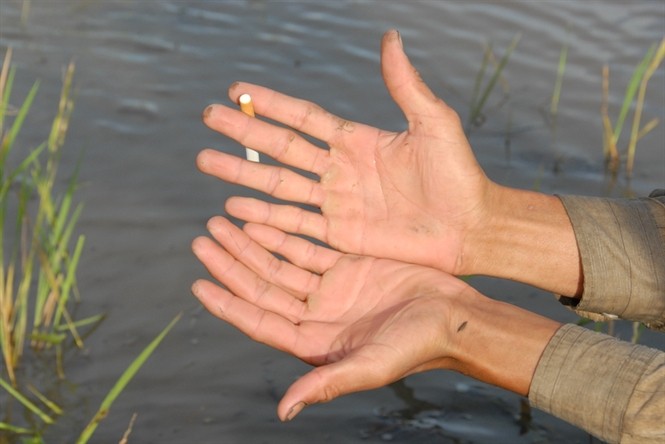 Người đẩy côn cá lóc mỗi ngày chống xuồng trên đồng gần 15-20km xăn cá làm bàn tay chai sần 