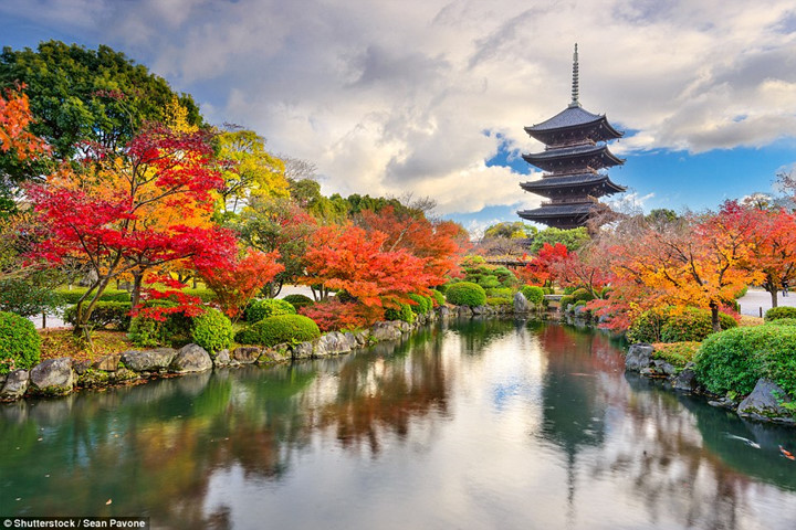 Chùa Toji ở Kyoto Nhật Bản lộng lẫy với sắc đỏ vàng của hàng cây xung quanh.