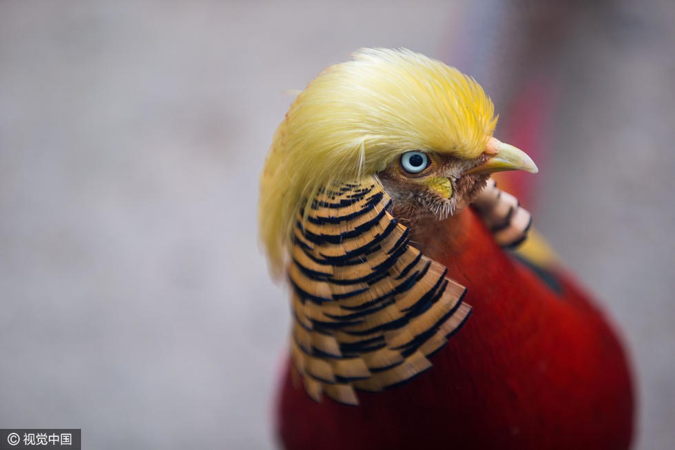 Với kiểu tóc mê hoặc giống với kiểu tóc của Tổng thống đắc cử Mỹ Donald Trump, chú chim trĩ đỏ tại Thế giới động vật hoang dã Hàng Châu (Trung Quốc) bỗng trở nên nổi tiếng. (Nguồn: visualchina.com)