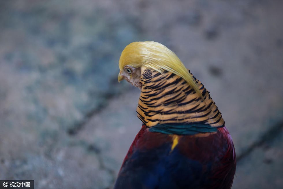 Vùng lông ở trán và đầu chú chim tạo thành một kiểu tóc đặc biệt. (Nguồn: visualchina.com)