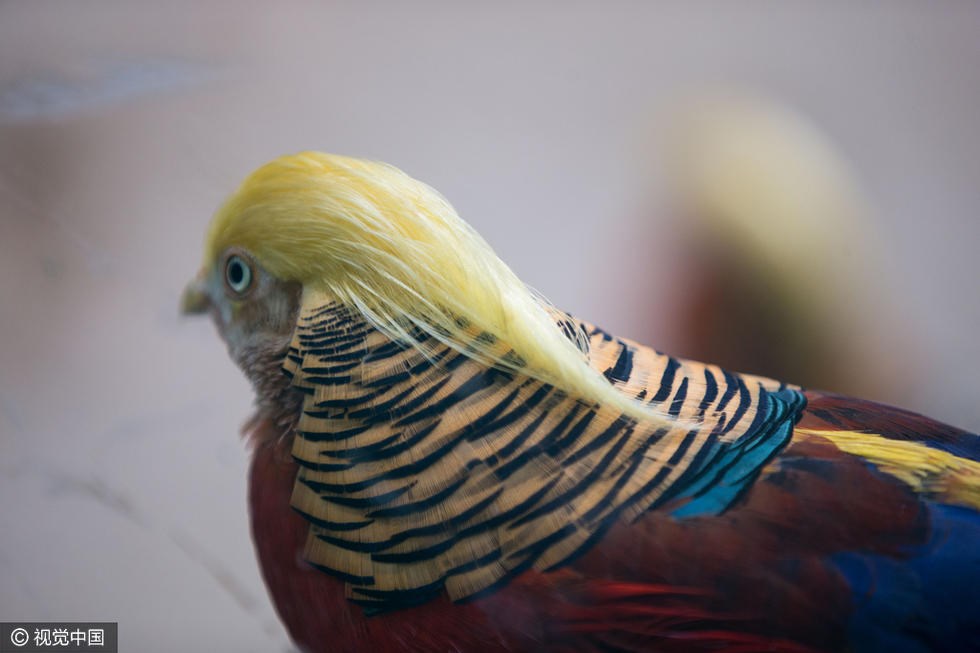 Chim trĩ đỏ là loại chim quý ở Trung Quốc, thường sinh sống ở Cam Túc và phía Nam Thiểm Tây. (Nguồn: visualchina.com)