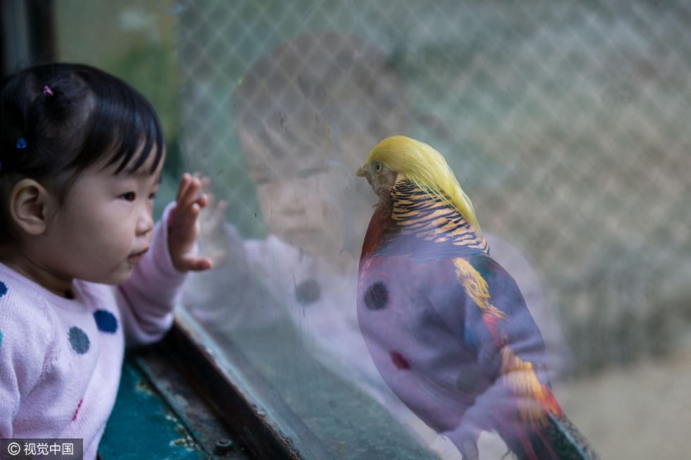Bé gái đang ngắm nhìn chú chim nổi tiếng. (Nguồn: visualchina.com)