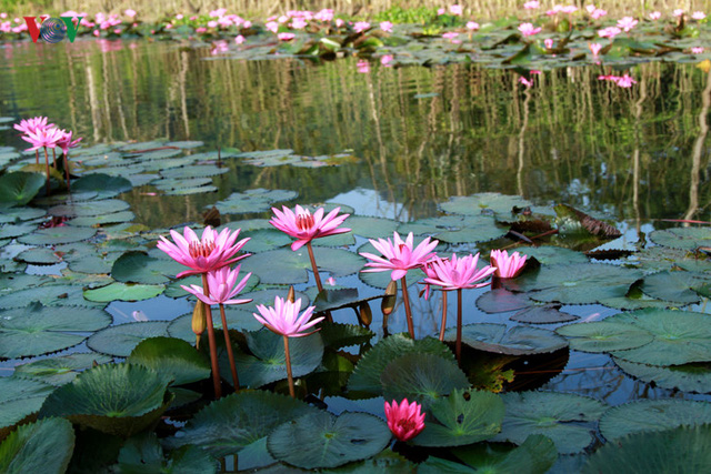 Điểm hút mắt du khách nhất chính là suốt dọc con suối Yến đều phủ một sắc hồng của những bông hoa súng.