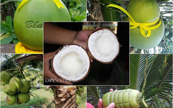 Dừa lùn, dừa sáp, dừa in chữ nghệ thuật, dừa thắt eo, dừa bánh tét là những loại dừa kỳ vọng hút khách dịp Tết