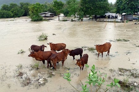 Gia súc được đưa lên những gò đất cao tạm thời tránh lũ lụt