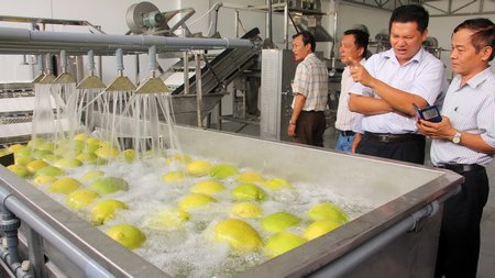 Công ty TNHH 1TV Khoa học nông nghiệp Việt- Mekong ra mắt dây chuyền sơ chế, đóng gói nông sản và liên kết tiêu thụ nông sản với nhiều nhà vườn Vĩnh Long.