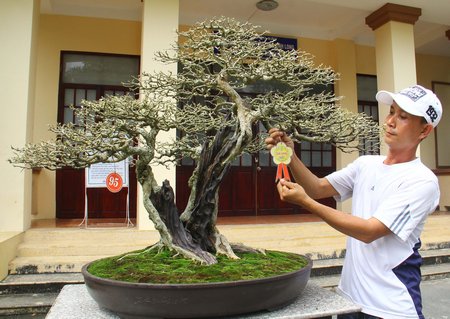  Tác phẩm bonsai đạt giải vàng của nghệ nhân Đình Toàn (TX Bình Minh).