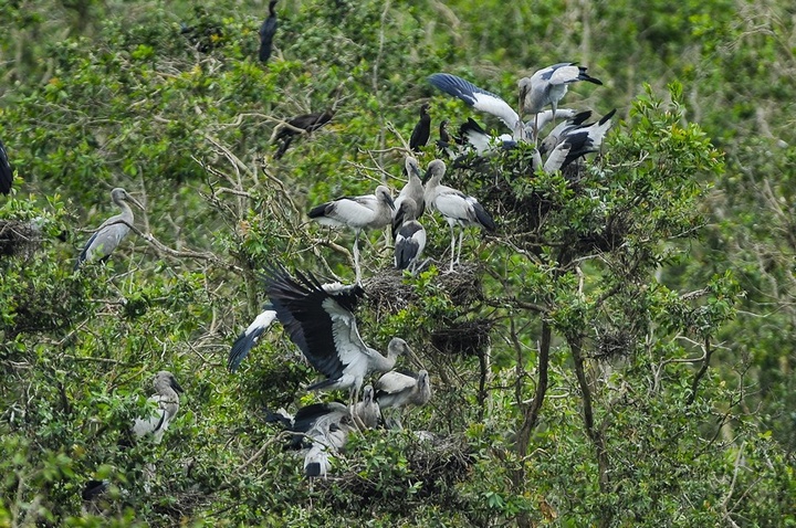 Đặc biệt, nhiều loài chim quý hiếm trên thế giới như sếu đầu đỏ, te vàng, bồ nông, gà đãy Java… liên tục xuất hiện nhiều ở Vườn Quốc gia Tràm Chim. Một trong các điểm du lịch sinh thái nổi bật của Đồng Tháp là Vườn quốc gia Tràm Chim - khu Ramsar có tầm quan trọng quốc tế, xếp thứ 2.000 trên thế giới và thứ 4 ở Việt Nam. (Ảnh: Minh Đức/TTXVN)
