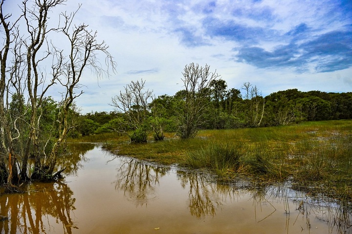 Đồng cỏ ngập nước theo mùa là một trong những hệ sinh thái khá phổ biến trong khu vực Vườn Quốc gia Tràm Chim. (Ảnh: Minh Đức/TTXVN)