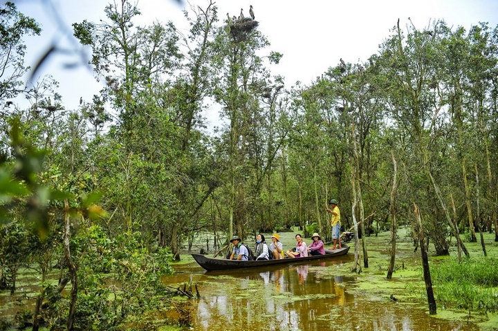 Du lịch Tràm Chim Tam Nông, du khách được đi xuồng xuồng len lỏi dọc theo những dòng kênh xanh mát, ngắm nhìn đủ loài chim bay lượn tìm mồi, cất tiếng gọi bầy huyên náo cả không gian. (Ảnh: Minh Đức/TTXVN)