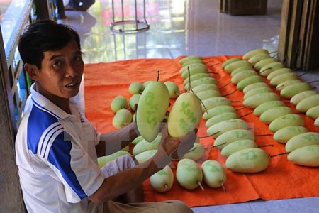 Anh Huỳnh Thanh Khoa với những trái xoài khắc chữ và hình nổi phục vụ Tết Nguyên đán Đinh Dậu 2017. (Ảnh: Nguyễn Văn Trí/TTXVN)