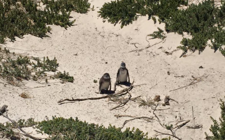 Nằm bên cạnh thị trấn Simon, cách Cape Town 40 km, bãi biển Boulders là nơi sinh sống của hàng ngàn chú chim cánh cụt châu Phi.