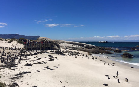 Đến bãi biển Boulders, du khách có dịp ngắm những con chim cánh cụt dễ thương, đứng yên trên cát trắng.Loài chim này còn có tên là chim chân đen hay chim lừa.