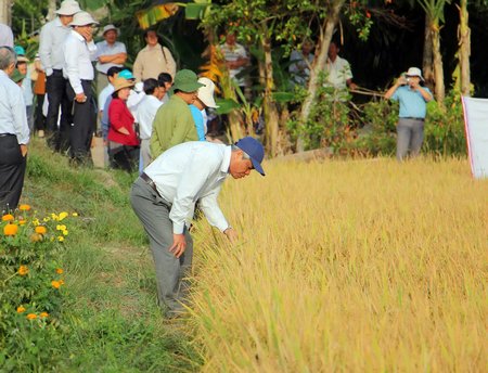  Mô hình sản xuất lúa hữu cơ tại Ấp 9, xã Mỹ Lộc (Tam Bình)