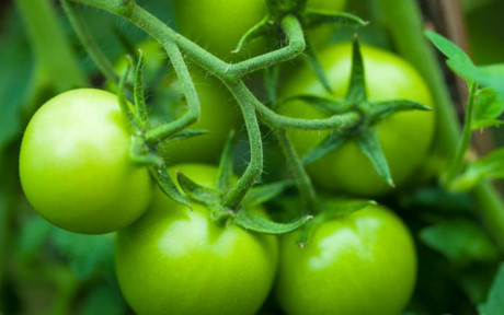 Cà chua xanh có chứa chất độc solanine. Do đó, khi ăn cà chua xanh, khoang miệng có cảm giác đắng chát. Sau khi ăn có thể xuất hiện các triệu chứng ngộ độc như chóng mặt, buồn nôn, nôn mửa…