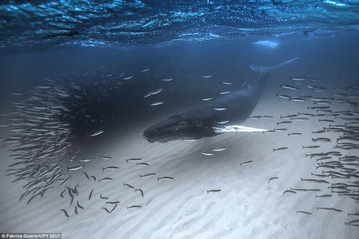 Các nhiếp ảnh gia đã sử dụng góc máy tuyệt vời của mình để ghi lại hơi thở của một con cá voi xanh.