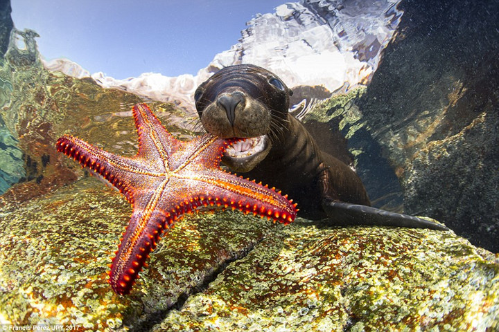 Bức ảnh chụp sân chơi của hải cẩu với một chú sao biển tại Panama.