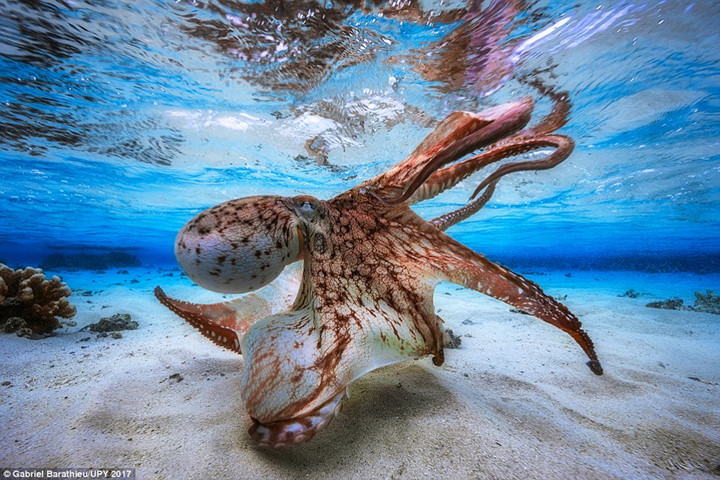 Với bức ảnh “điệu nhảy của con mực” chụp tại đầm phá Ấn Độ Dương, Gabriel Barath đã giành giải thưởng nhiếp ảnh gia dưới nước năm 2017.