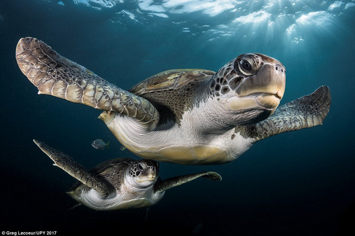 Hình ảnh chú rùa biển xanh được nhiếp ảnh gia chụp được trong chuyến lặn biển đến Tenerife (Tây Ban Nha).