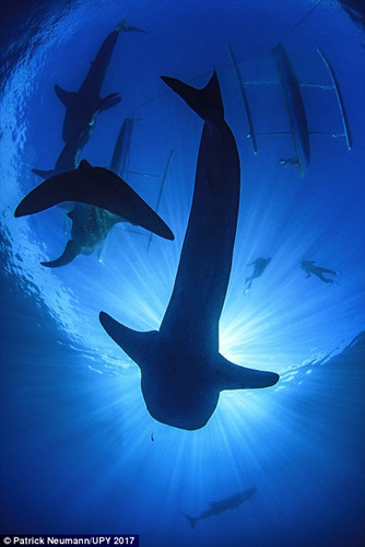 Bức ảnh là sự trải nghiệm tuyệt vời của nhiếp ảnh gia khi được bởi cùng những sinh vật hùng vĩ dưới nước.
