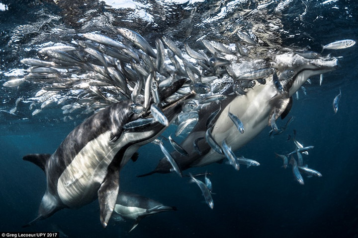 Hình ảnh cá heo săn cá mòi ở Nam Phi.
