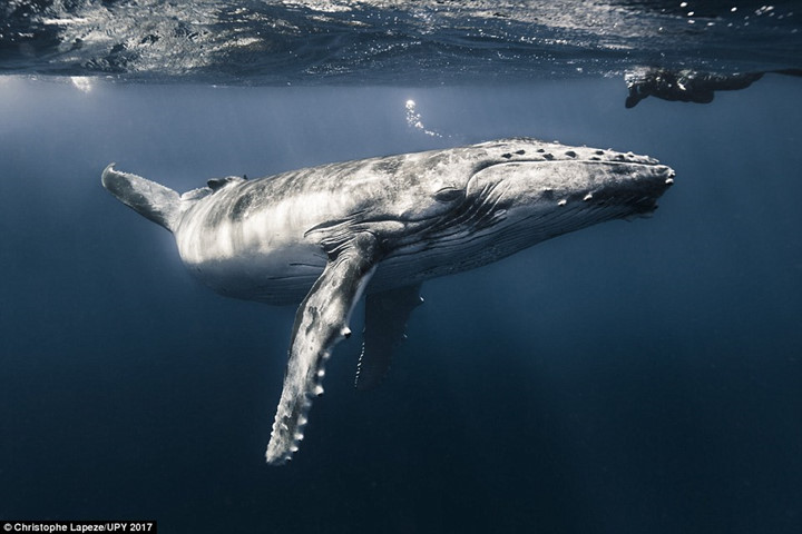 Xác cá voi nằm ở biển Polynesia (Pháp).