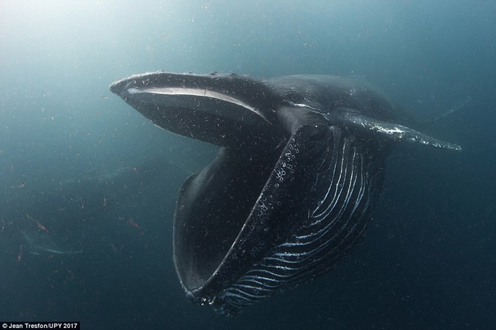 Hình ảnh tuyệt đẹp của chú cá voi lưng gù đang ăn những loài nhuyễn thể trong nước.