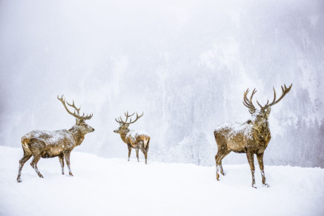 Ba chú nai trong mưa tuyết trên núi Alps của Áo. (Nguồn: NatGeo)