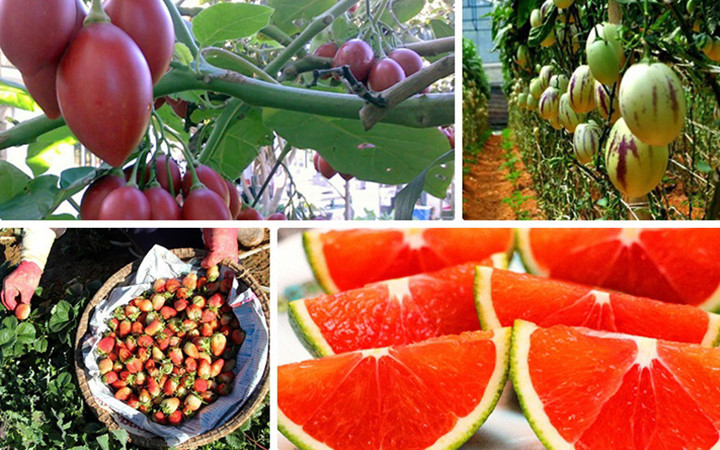 Nhiều giống trái cây du nhập từ nước ngoài đã được trồng thành công tại Đà Lạt mang lại giá trị kinh tế cao