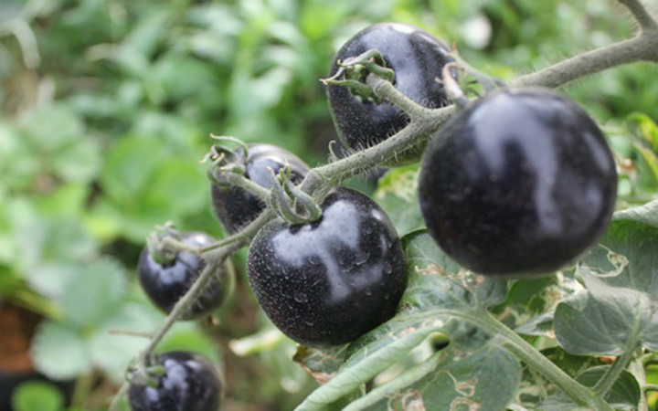 Cà chua đen được nhập từ nước ngoài về trồng ở Đà Lạt (Ảnh: VnExpress)