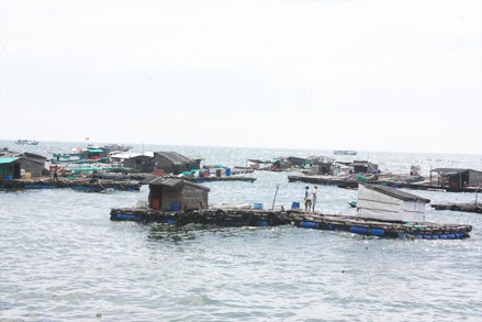 Người dân Hòn Nghệ nuôi cá lồng bè trên biển cho thu nhập rất cao.