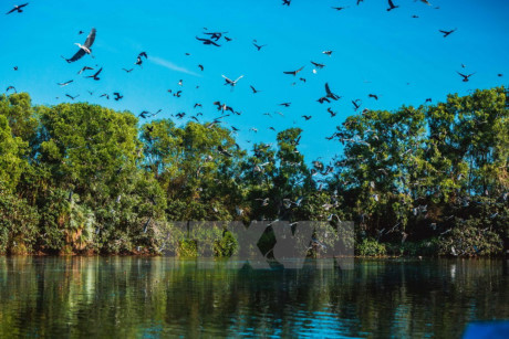 Với tính đa dạng sinh học rất cao, vườn chim Bạc Liêu, thuộc xã Hiệp Thành, cách thành phố Bạc Liêu 6km về phía Nam, đã được công nhận là Khu bảo tồn thiên nhiên vào năm 1986. (Ảnh: Trọng Đạt/TTXVN)