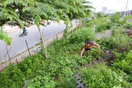 Cô Nguyễn Thị Dung, một cán bộ về hưu sống tại đường Bưởi cho biết, con đường này có khoảng hơn 10 hộ gia đình tham gia trồng rau với mục đích chủ yếu để tăng gia sản xuất, muốn có nguồn rau sạch để ăn hàng ngày. Ngày nào cô Dung cũng hai bận sáng tối đi tưới cây, chăm sóc vườn để có nguồn thức ăn sạch. (Ảnh: Minh Sơn/Vietnam+)