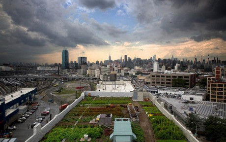 Eagle Street ở Brooklyn, New York là một trong những vườn rau trên sân thượng lớn nhất thế giới. (Ảnh: Việt Nam Net)
