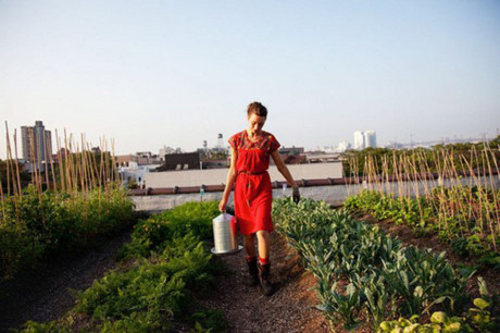 Nơi đây bắt đầu trồng rau hữu cơ năm 2009, trang trại này cung cấp rau sạch cho nhiều nhà hàng ở New York. (Ảnh: Việt Nam Net)